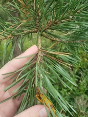 Pinus banksiana