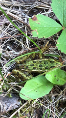 Lithobates pipiens