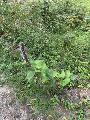 Agastache foeniculum