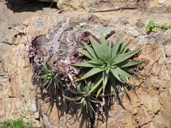 Aloe succotrina