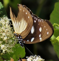 Hypolimnas anthedon wahlbergi