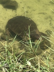 Apalone ferox