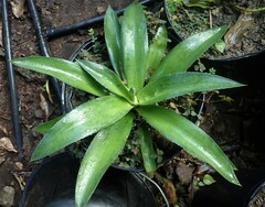 Agave karatto