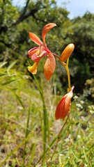 Bletia coccinea