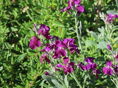Matthiola incana