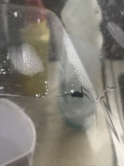 Evania appendigaster