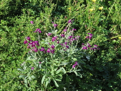 Matthiola incana
