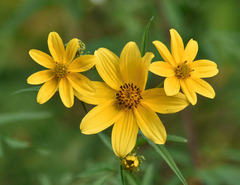 Bidens trichosperma