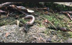 Pachycondyla striata