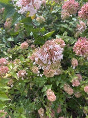 Abelia