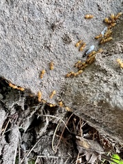 Acanthomyops