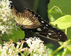 Hypolimnas anthedon wahlbergi