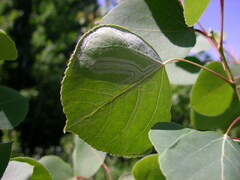 Phyllocnistis populiella