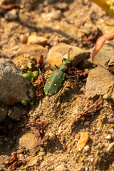 Cicindela campestris