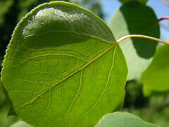 Phyllocnistis populiella