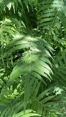 Pelazoneuron kunthii