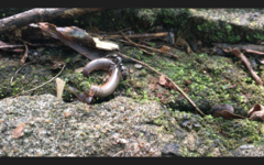 Diplopoda
