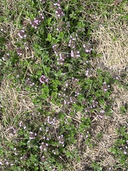 Thymus pulegioides
