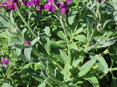 Matthiola incana