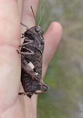 Psophus stridulus