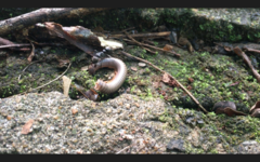 Diplopoda