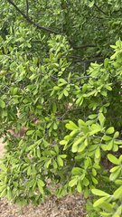 Diospyros texana