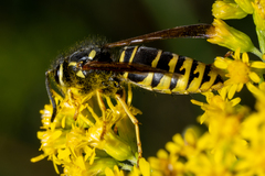 Vespula vidua