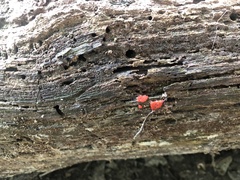 Tubifera ferruginosa