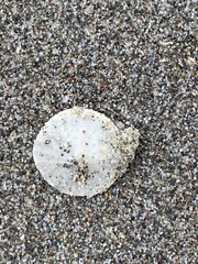 Dendraster excentricus