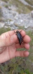 Psophus stridulus
