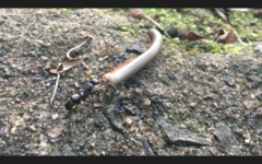 Diplopoda