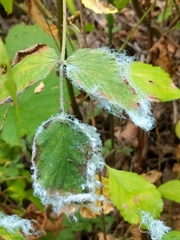 Aphidomorpha
