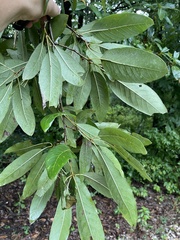 Quercus imbricaria