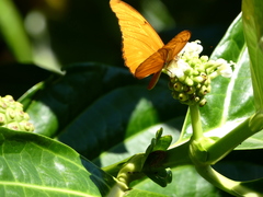 Dryas iulia