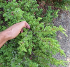 Juniperus communis depressa