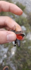Psophus stridulus