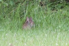 Sylvilagus palustris