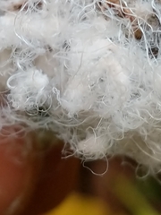 Aphidomorpha
