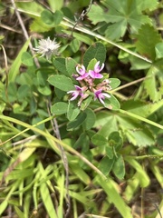 Lespedeza violacea