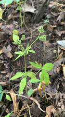 Sanicula canadensis