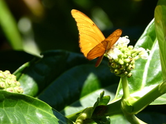Dryas iulia