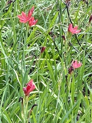 Hesperantha coccinea