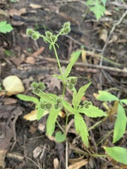 Sanicula canadensis