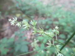 Stenanthium gramineum