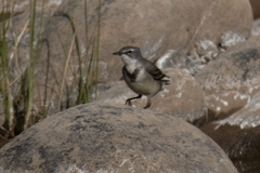 Motacilla capensis