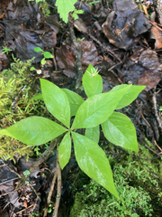 Lysimachia borealis