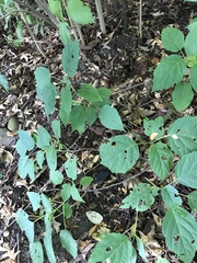 Hydrangea arborescens