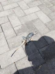 Agama picticauda