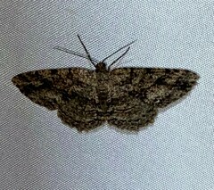 Melanolophia canadaria
