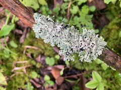 Hypogymnia physodes